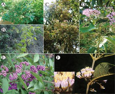 Phylogenetic relationships and biogeography of Asia Callicarpa (Lamiaceae), with consideration of a long-distance dispersal across the Pacific Ocean —insights into divergence modes of pantropical flora